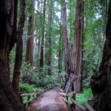 USA, California, Muir Woods