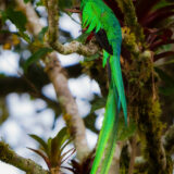 Quetzal (Coludo)