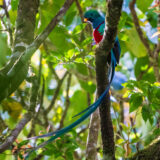 Quetzal (Coludo) macho